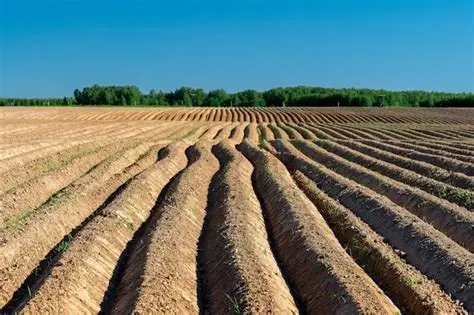 Arable Land