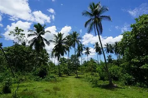 Rental Lands