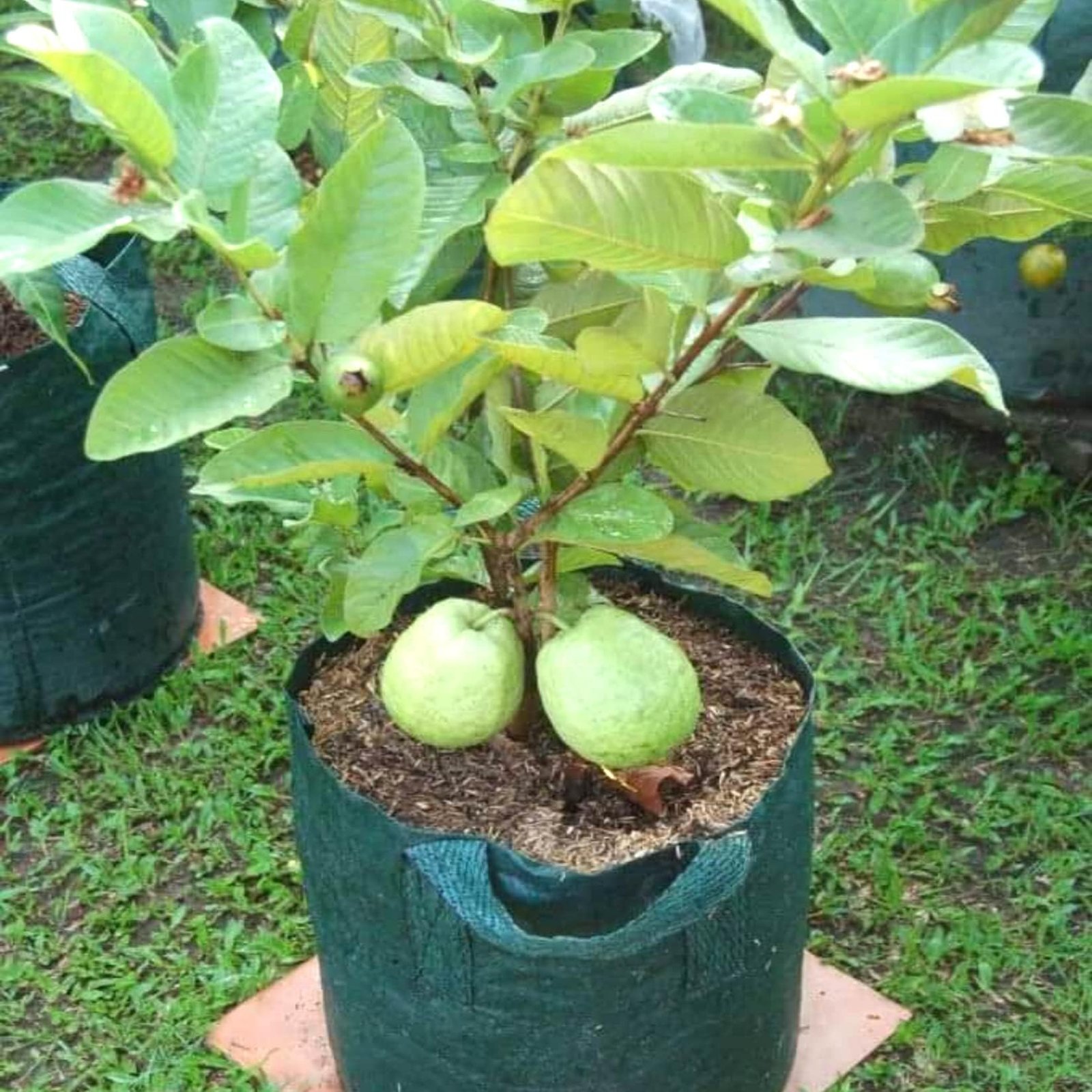 High-Quality Grafted Guava Plants